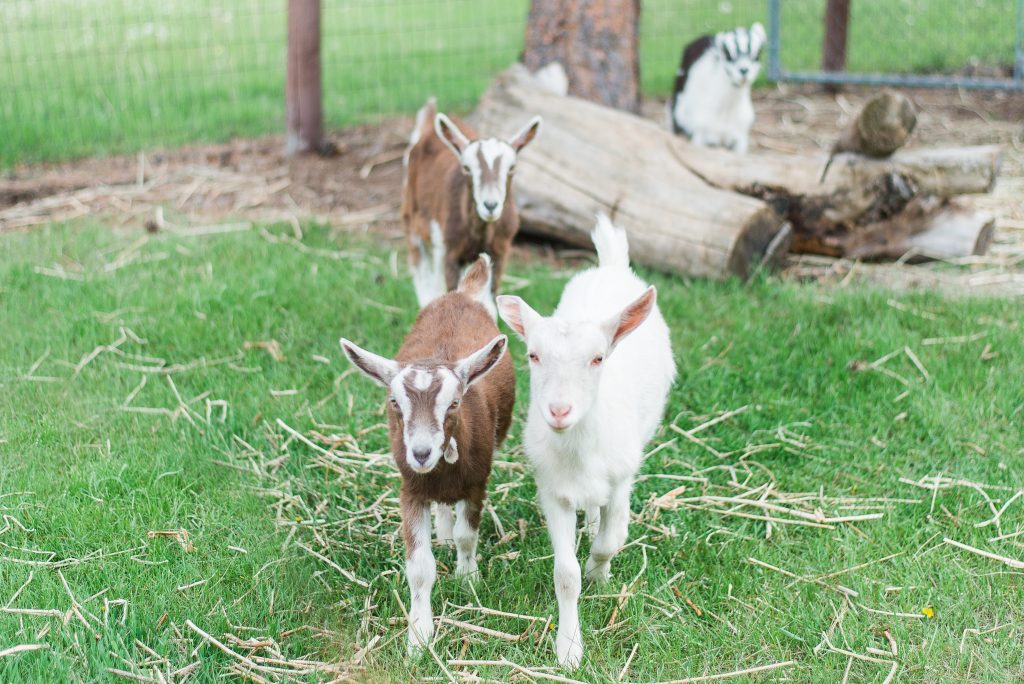 4 New Family Members | Saanen Dairy Goat Kids